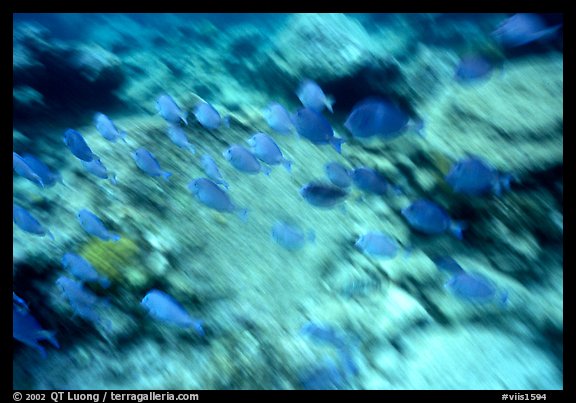 School of blue fish underwater. Virgin Islands National Park, US Virgin Islands.