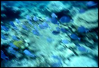 School of blue fish underwater. Virgin Islands National Park, US Virgin Islands. (color)