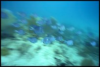 School of blue fish in motion. Virgin Islands National Park, US Virgin Islands. (color)