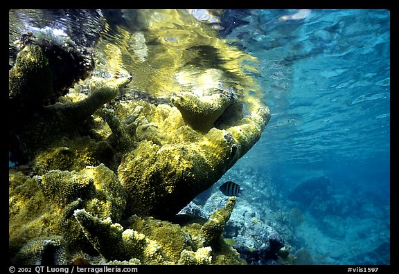 Coral and water surface. Virgin Islands National Park, US Virgin Islands.