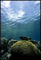 Brain coral. Virgin Islands National Park, US Virgin Islands. (color)