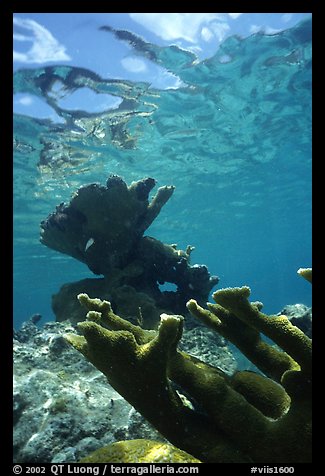 Elkhorn coral underwater. Virgin Islands National Park, US Virgin Islands.