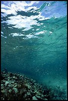 Water surface and fish over reef. Virgin Islands National Park, US Virgin Islands. (color)