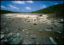 Salt Pond. Virgin Islands National Park, US Virgin Islands. (color)