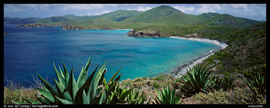 Agave plants growing on drier part of island. Virgin Islands National Park (color)