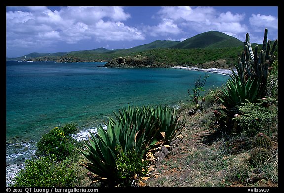 Agaves on Ram Head, morning. Virgin Islands National Park