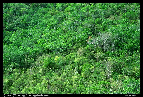 Tropical forest. Virgin Islands National Park, US Virgin Islands.