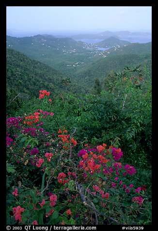 Bougainvillea flowers and view from ridge. Virgin Islands National Park (color)