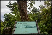 Tree obscuring view, interpretive sign. Virgin Islands National Park, US Virgin Islands.