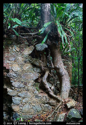 Tree growing on ruined wall, Josie Gut Sugar Estate. Virgin Islands National Park (color)