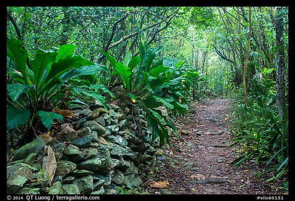 Trail and overgrown rock wall. Virgin Islands National Park (color)