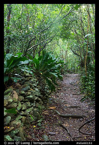 Trail and plants growing on rock wall. Virgin Islands National Park, US Virgin Islands.