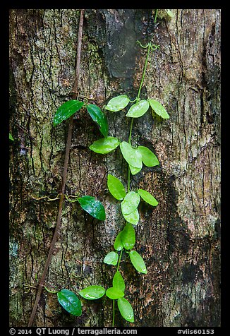 Close-up of leaves and trunk. Virgin Islands National Park (color)