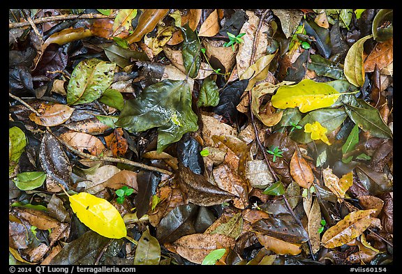 Ground close-up of fallen leaves. Virgin Islands National Park (color)