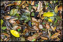 Ground close-up of fallen leaves. Virgin Islands National Park ( color)