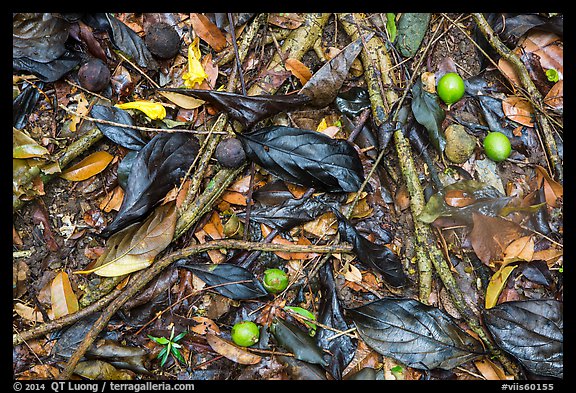 Ground close-up of fallen leaves and fruits. Virgin Islands National Park (color)