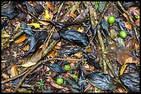 Ground close-up of fallen leaves and fruits. Virgin Islands National Park ( color)