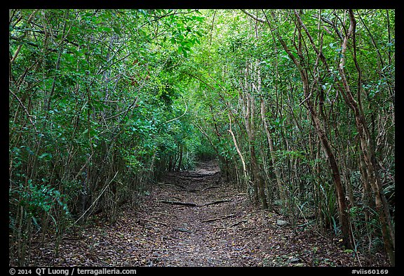 Trail in dry tropical forest. Virgin Islands National Park, US Virgin Islands.