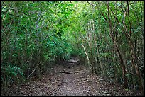 Trail in dry tropical forest. Virgin Islands National Park ( color)