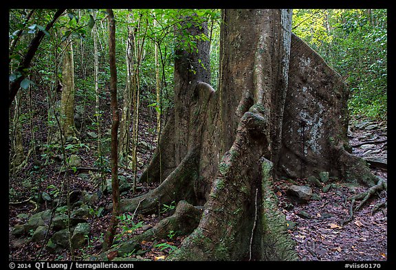 Kapok tree. Virgin Islands National Park (color)