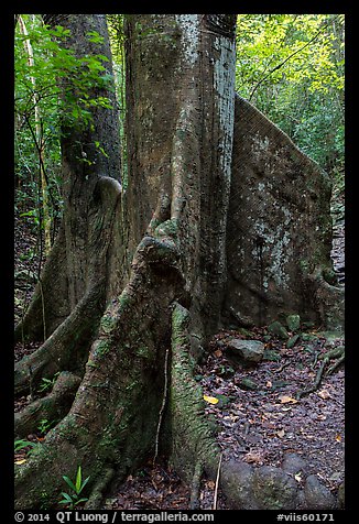 Buttresses of kapok tree. Virgin Islands National Park (color)