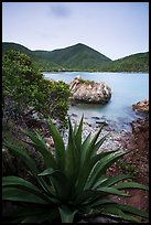 Agave, rock, Great Lameshur Bay. Virgin Islands National Park ( color)