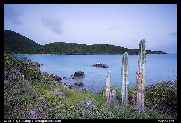 Cactus, Great Lameshur Bay from Yawzi Point. Virgin Islands National Park, US Virgin Islands.