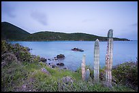 Cactus, Great Lameshur Bay from Yawzi Point. Virgin Islands National Park ( color)