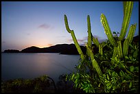 Cactus from Yawzi Point at sunset. Virgin Islands National Park ( color)