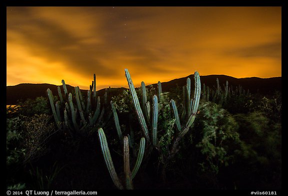 Cactus from Yawzi Point at night. Virgin Islands National Park (color)
