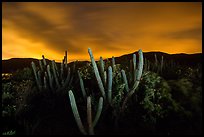 Cactus from Yawzi Point at night. Virgin Islands National Park, US Virgin Islands.
