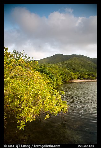 Shore tree, Great Lameshur Bay, and green hills. Virgin Islands National Park (color)