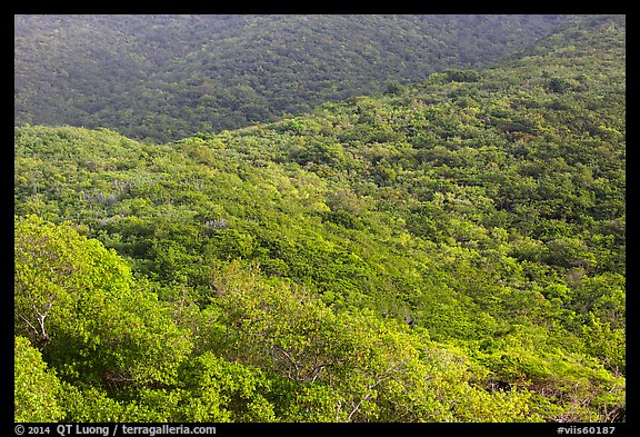Forested hillside. Virgin Islands National Park (color)