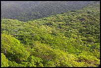 Forested hillside. Virgin Islands National Park ( color)