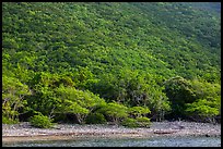 Steep green hillside above Great Lameshur beach. Virgin Islands National Park ( color)