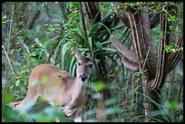 Deer and cactus, Yawzi Point. Virgin Islands National Park ( color)