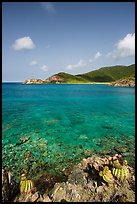 Turk cap cactus and turquoise waters, Little Lameshur Bay. Virgin Islands National Park ( color)