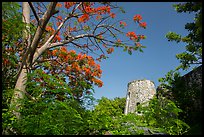 Tower framed by Royal Poinciana tree, Annaberg Sugar Mill ruins. Virgin Islands National Park ( color)