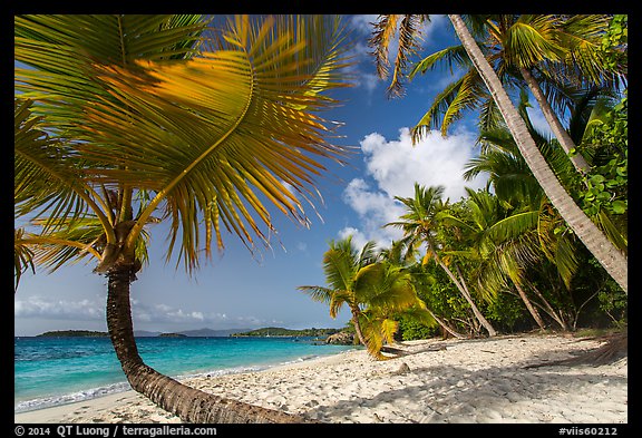 Picture/Photo: Palm trees on Salomon Beach. Virgin Islands National Park