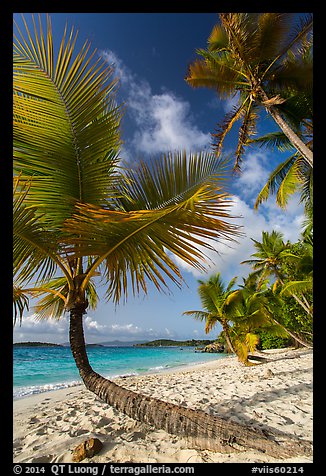 Tropical beach with palm trees, Salomon Bay. Virgin Islands National Park (color)