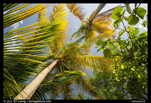 Looking up palm trees. Virgin Islands National Park (color)