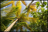 Looking up palm trees. Virgin Islands National Park ( color)