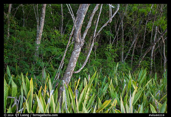 Edge of forest, Salomon Bay. Virgin Islands National Park (color)