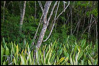 Edge of forest, Salomon Bay. Virgin Islands National Park ( color)