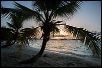Palm tree and sunset, Salomon Beach. Virgin Islands National Park ( color)