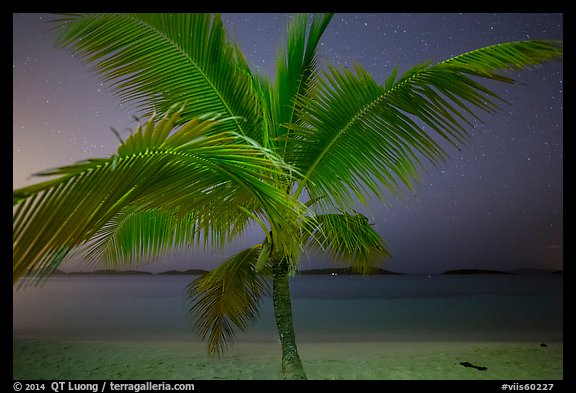 Palm tree and beach at night, Salomon Beach. Virgin Islands National Park (color)