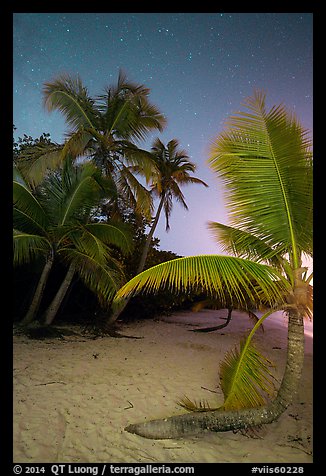 Palm trees on beach at night, Salomon Beach. Virgin Islands National Park (color)