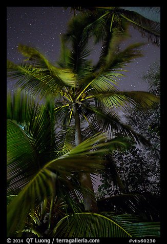 Coconut trees at night, Salomon Beach. Virgin Islands National Park, US Virgin Islands.