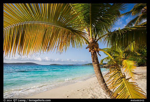 Palm tree framing beach, Salomon Bay. Virgin Islands National Park (color)
