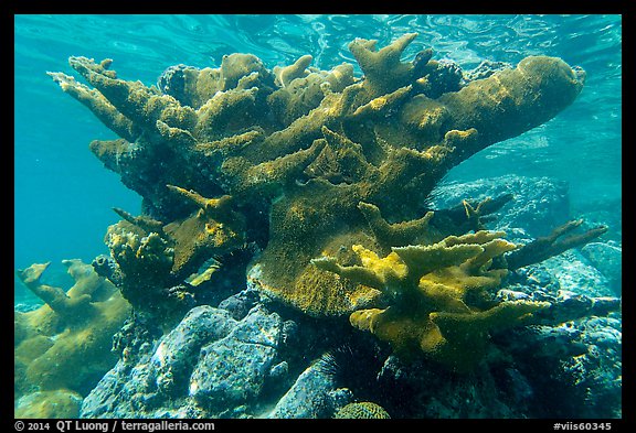 Elkhorn coral, Trunk Bay. Virgin Islands National Park (color)